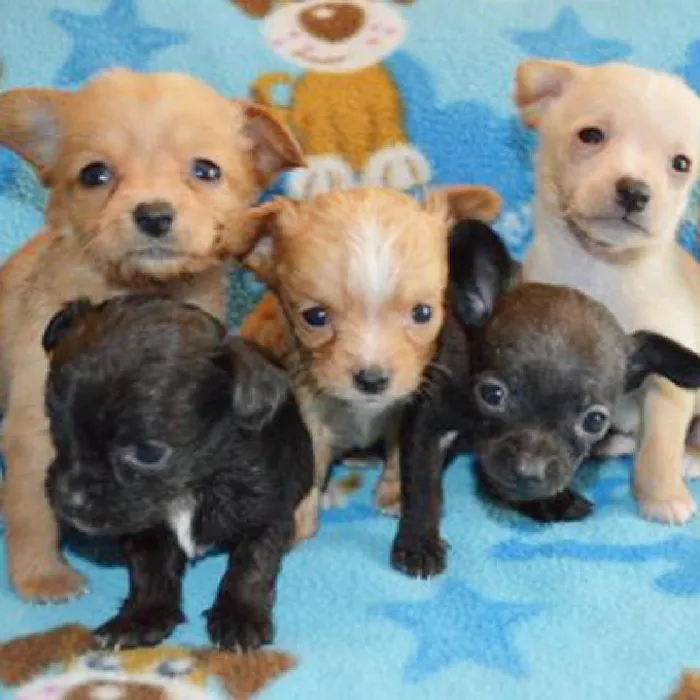 Chiweenie Puppies for Sale image
