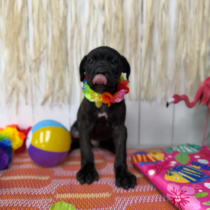 Male Cane Corso puppy named Brutus for sale at Puppy Dreams Puyallup.