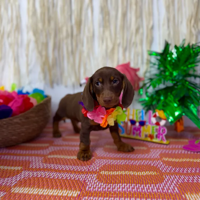Male Dachshund puppy named Peanut for sale at Puppy Dreams Puyallup.