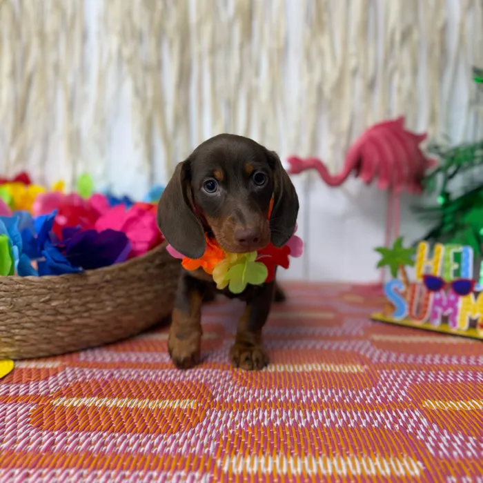 Male Dachshund puppy named Peanut for sale at Puppy Dreams Puyallup.