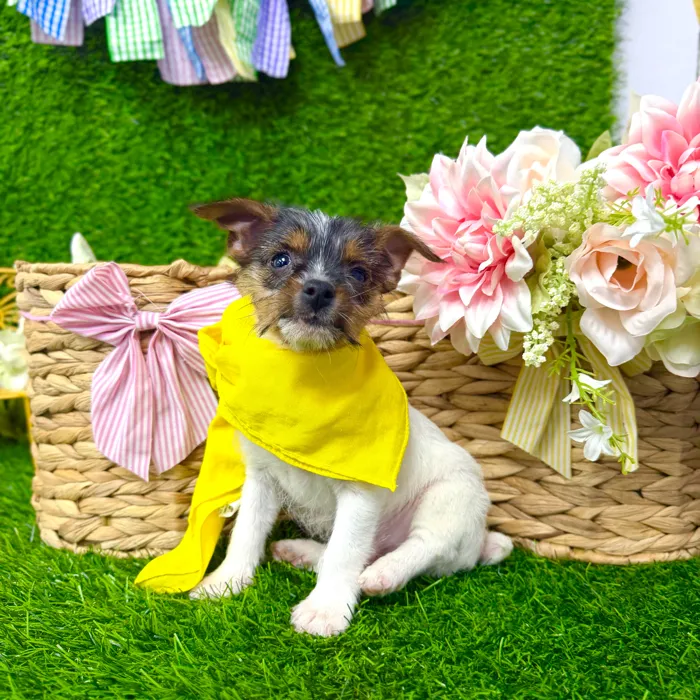 Male Yorkie-Chihuahua-Maltese Mix puppy named Frost for sale at Puppy Dreams Puyallup.
