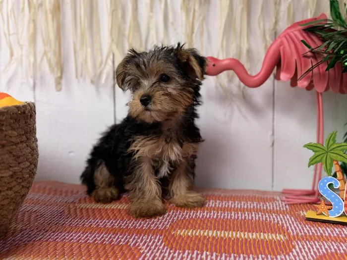 Male Yorkie puppy named Remy for sale at Puppy Dreams Puyallup.