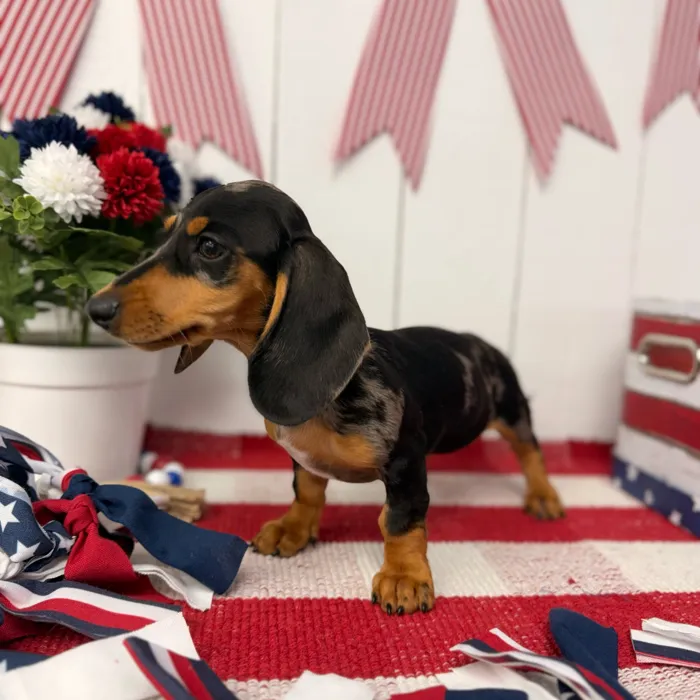Female Dachshund puppy named Luna for sale at Puppy Dreams Puyallup.