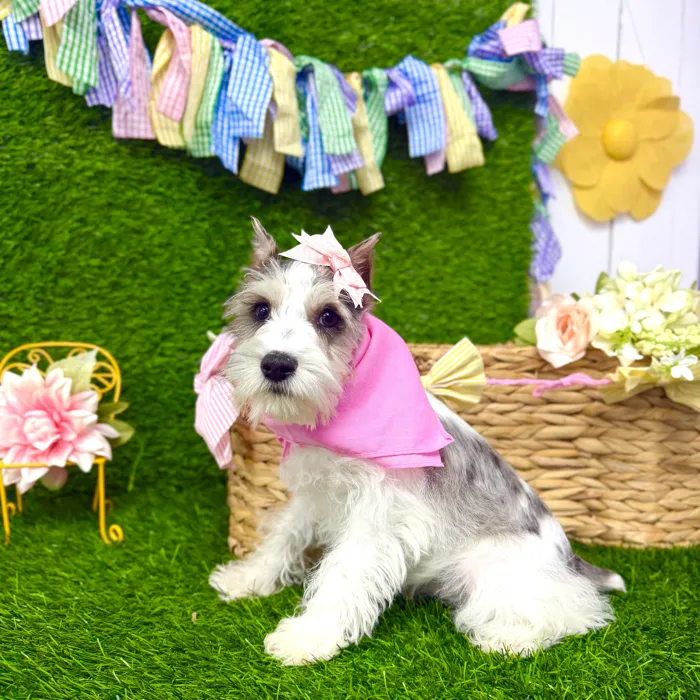 Female Mini Schnauzer puppy named Greta for sale at Puppy Dreams Puyallup.