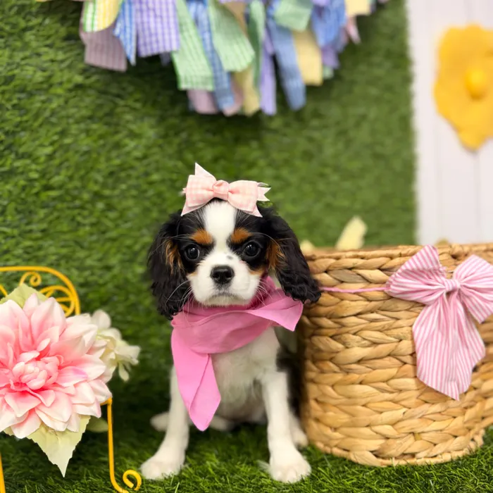 Female Cavalier King Charles Spaniel puppy named Ivy for sale at Puppy Dreams Puyallup.