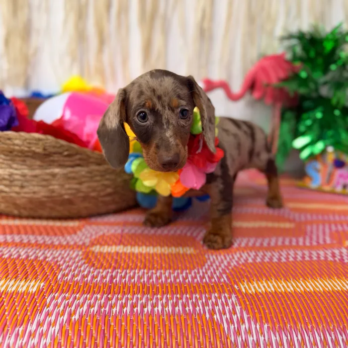 Female Dachshund puppy named Almond for sale at Puppy Dreams Puyallup.