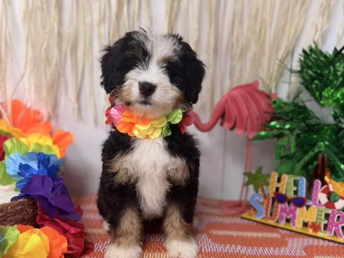 Female Bernedoodle puppy named Millie for sale at Puppy Dreams Puyallup.