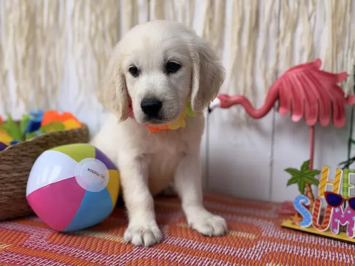 Female Golden Retriever puppy named Heaven for sale at Puppy Dreams Puyallup.