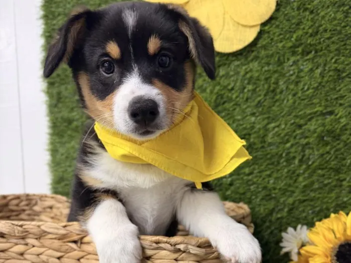 Male American Corgi puppy named Odin for sale at Puppy Dreams Puyallup.