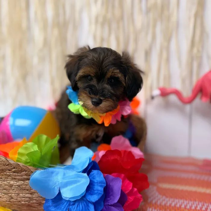Male Schnoodle puppy named Whiskey for sale at Puppy Dreams Puyallup.