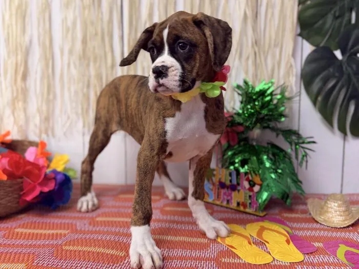 Female Boxer puppy named Roxy for sale at Puppy Dreams Puyallup.