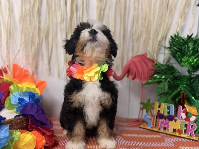 Female Bernedoodle puppy named Millie for sale at Puppy Dreams Puyallup.
