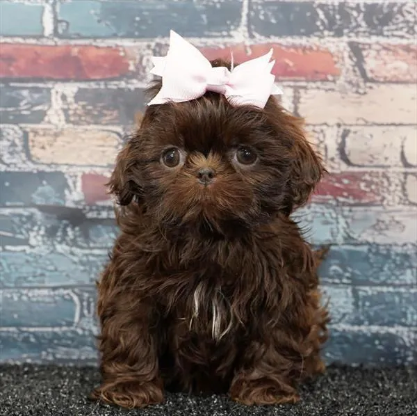 Female Shih Tzu puppy for sale at Puppy Dreams Puyallup.