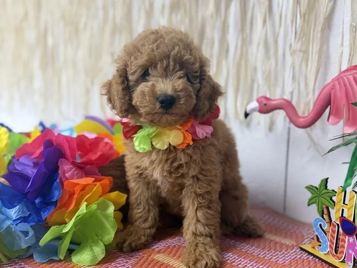 Female Mini Goldendoodle puppy named Honey for sale at Puppy Dreams Puyallup.