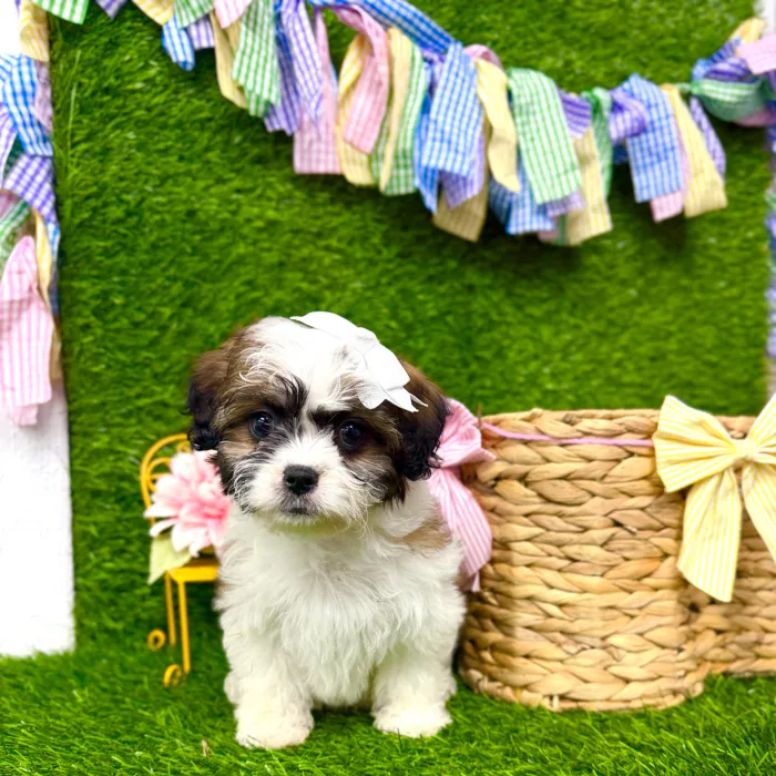 Female Teddy Bear puppy named Willow for sale at Puppy Dreams Puyallup.