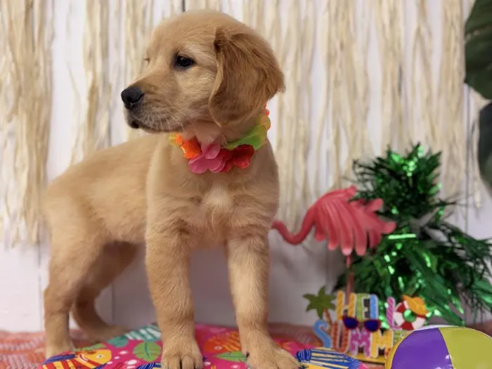 Female Golden Retriever puppy named Marley for sale at Puppy Dreams Puyallup.