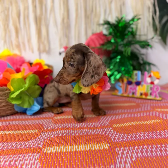 Female Dachshund puppy named Almond for sale at Puppy Dreams Puyallup.