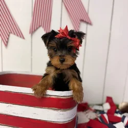 Female Yorkie puppy named Summer for sale at Puppy Dreams Puyallup.