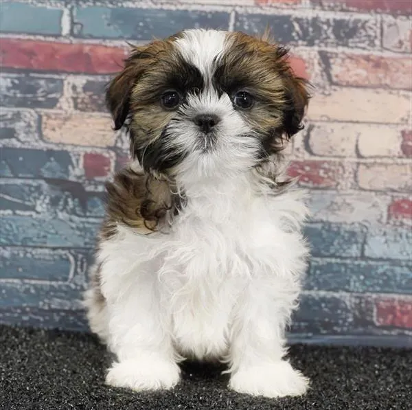 Female Shih Tzu puppy for sale at Puppy Dreams Puyallup.