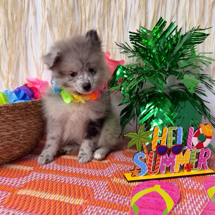 Male Pomeranian puppy named Steel for sale at Puppy Dreams Puyallup.