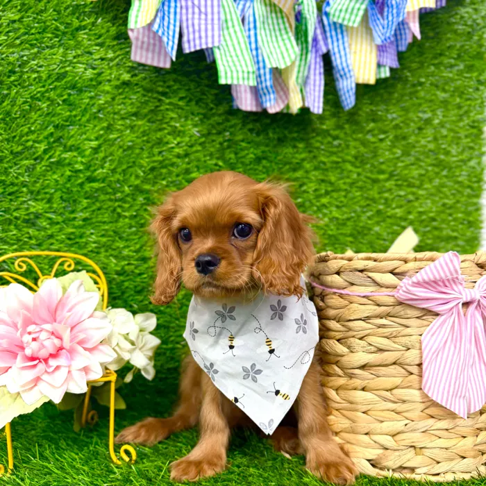 Male Cavalier King Charles Spaniel puppy named Ash for sale at Puppy Dreams Puyallup.