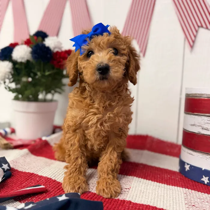 Female Mini Goldendoodle puppy named Maple for sale at Puppy Dreams Puyallup.
