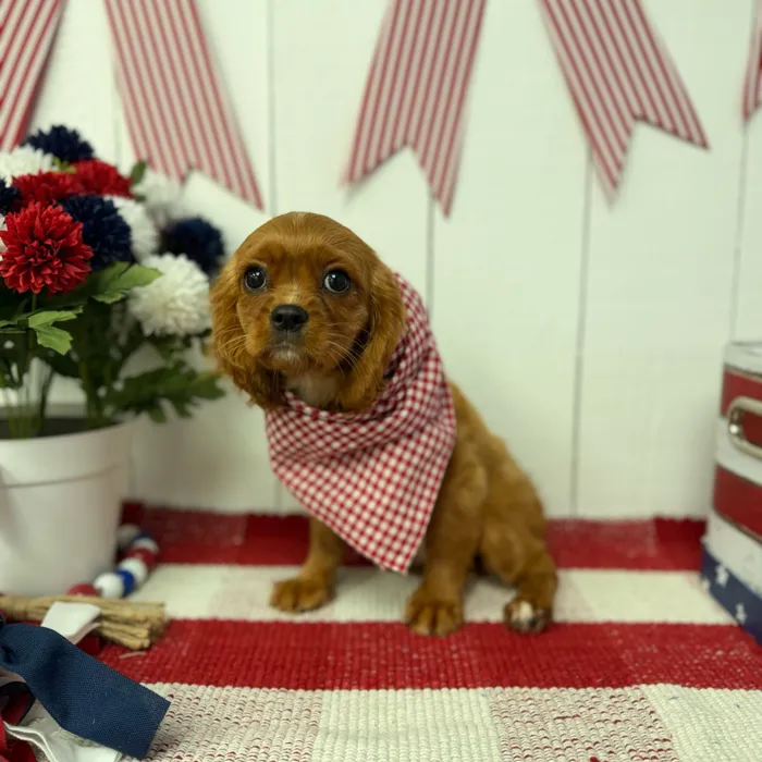 Male Cavalier King Charles Spaniel puppy named Maxwell for sale at Puppy Dreams Puyallup.