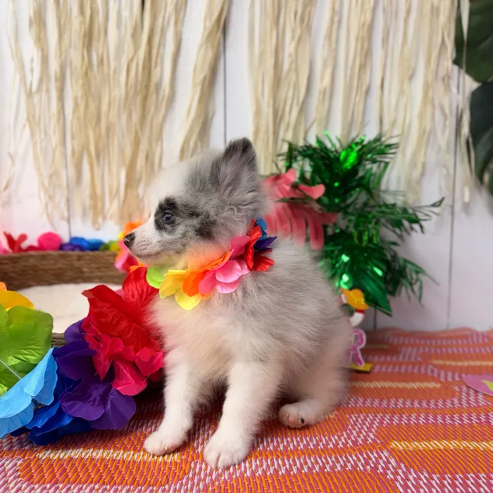 Male Pomeranian puppy named Sterling for sale at Puppy Dreams Puyallup.