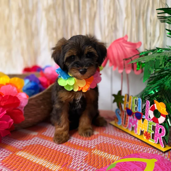 Male Schnoodle puppy named Whiskey for sale at Puppy Dreams Puyallup.