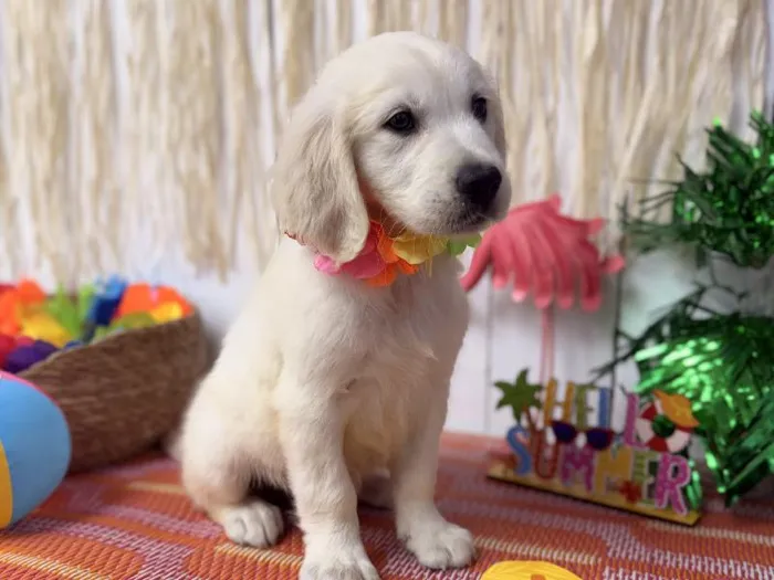 Female Golden Retriever puppy named Heaven for sale at Puppy Dreams Puyallup.