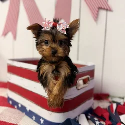Female Yorkie puppy named Winter for sale at Puppy Dreams Puyallup.