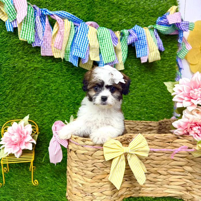 Female Teddy Bear puppy named Willow for sale at Puppy Dreams Puyallup.