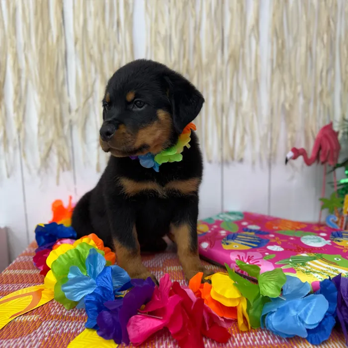 Female Rottweiler puppy named Briar for sale at Puppy Dreams Puyallup.