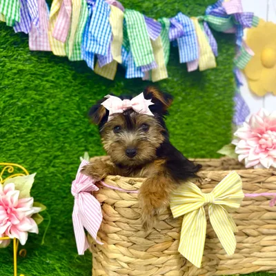 Female Morkie puppy named Maple for sale at Puppy Dreams Puyallup.