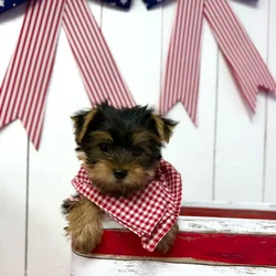 Male Yorkie puppy named Muffin for sale at Puppy Dreams Puyallup.