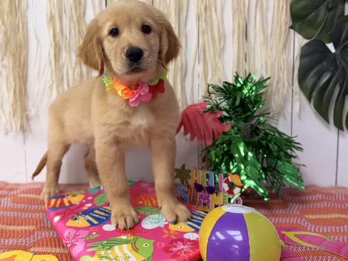 Female Golden Retriever puppy named Marley for sale at Puppy Dreams Puyallup.