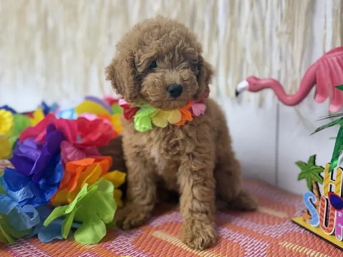 Female Mini Goldendoodle puppy named Honey for sale at Puppy Dreams Puyallup.