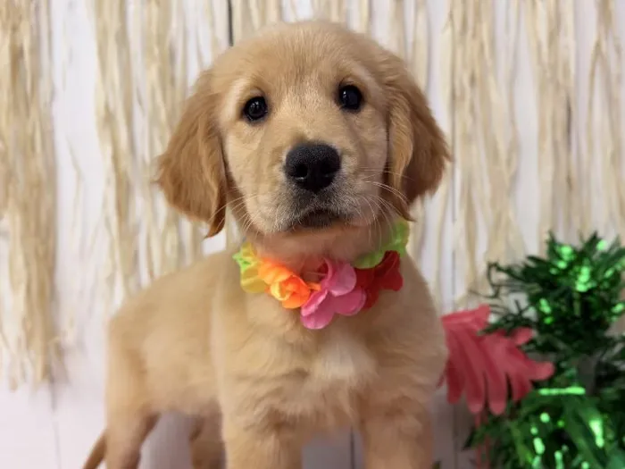 Female Golden Retriever puppy named Marley for sale at Puppy Dreams Puyallup.