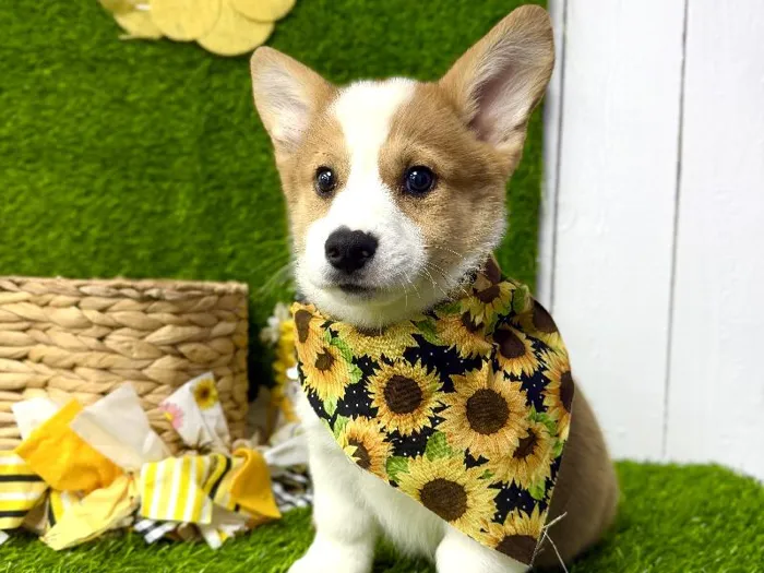 Male American Corgi puppy named Loki for sale at Puppy Dreams Puyallup.