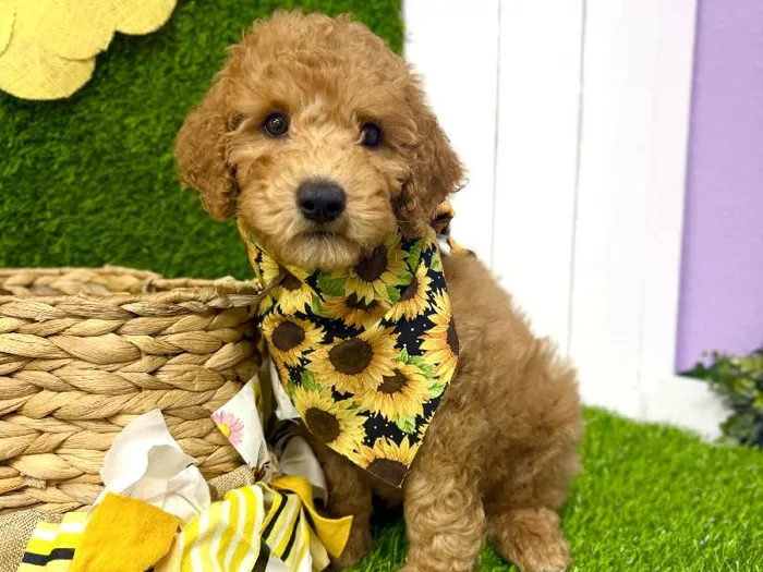 Male 2Nd Gen Mini Goldendoodle puppy named Laurent for sale at Puppy Dreams Puyallup.