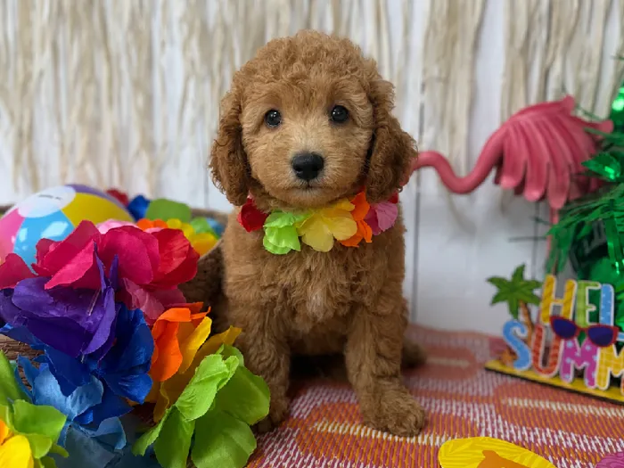Female Mini Goldendoodle puppy named Honey for sale at Puppy Dreams Puyallup.