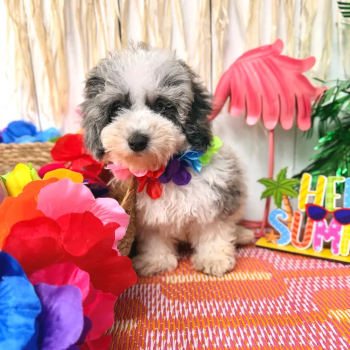 Male Mini Poodle puppy named Bluey for sale at Puppy Dreams Puyallup.