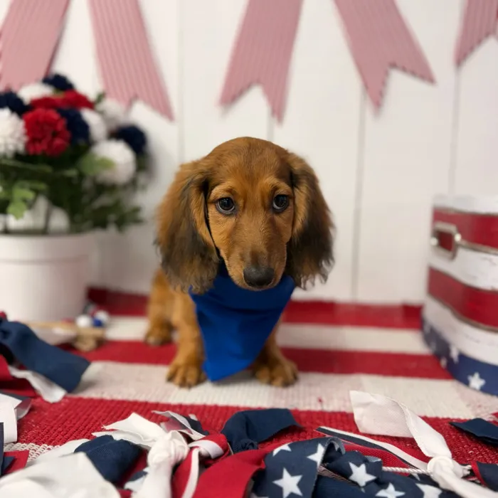 Male Dachshund puppy named Rocket for sale at Puppy Dreams Puyallup.