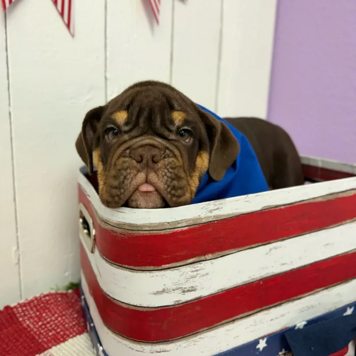 Male English Bulldog puppy named Hershey for sale at Puppy Dreams Puyallup.