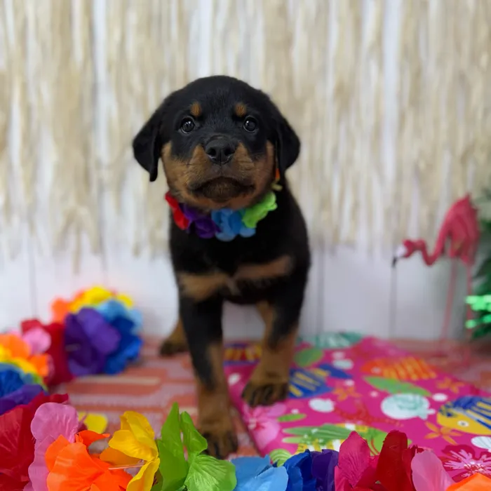 Female Rottweiler puppy named Briar for sale at Puppy Dreams Puyallup.