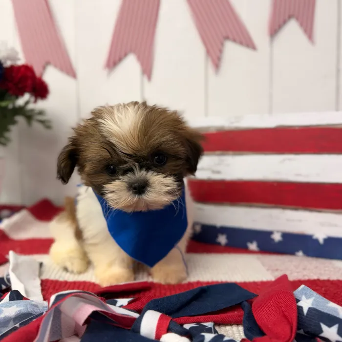 Male Shih Tzu puppy named Espresso for sale at Puppy Dreams Puyallup.