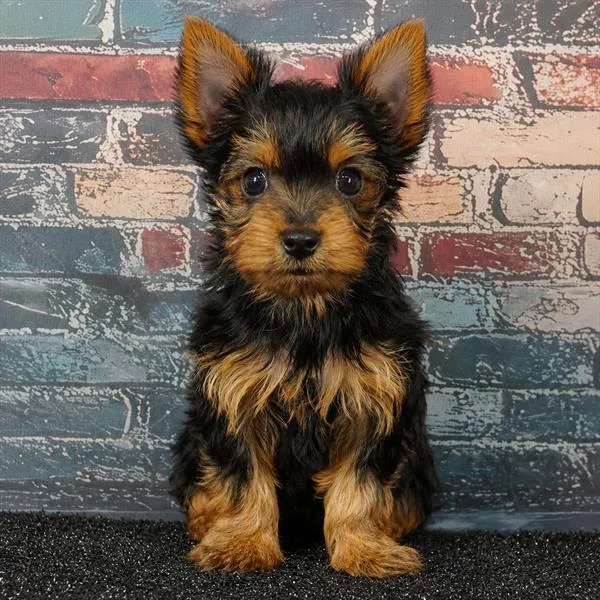 Female Yorkie puppy for sale at Puppy Dreams Puyallup.