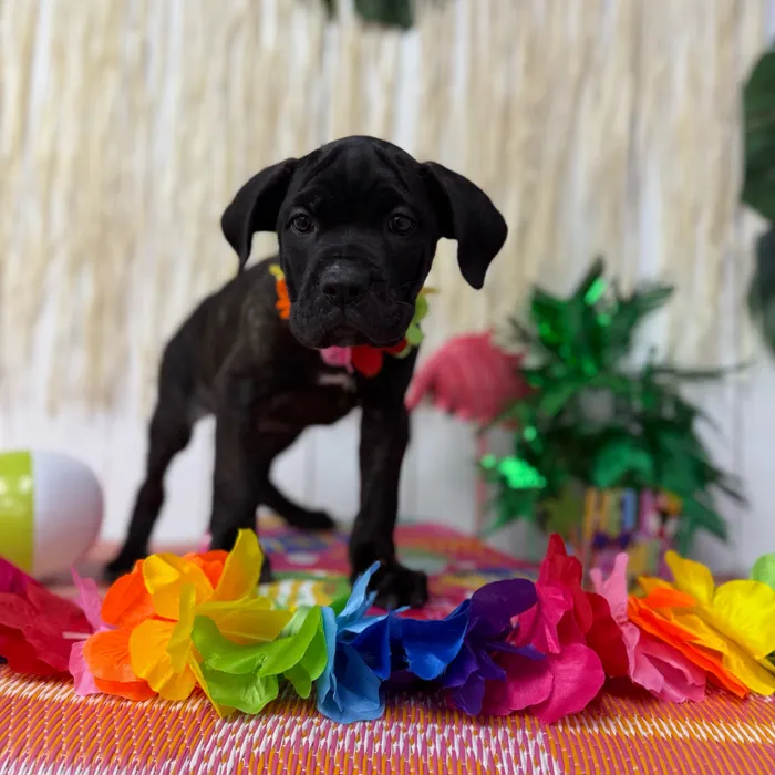 Male Cane Corso puppy named Brutus for sale at Puppy Dreams Puyallup.