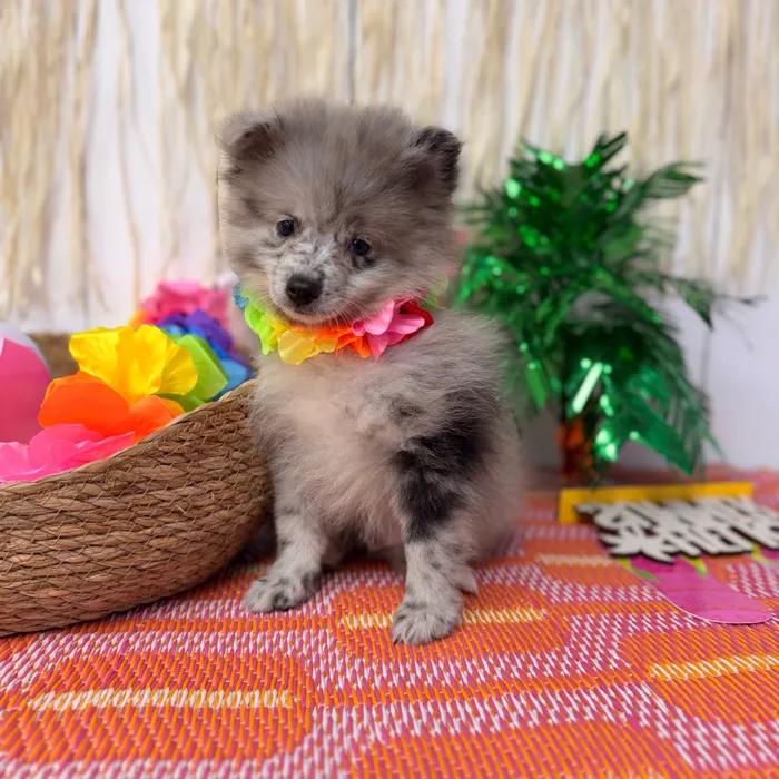 Male Pomeranian puppy named Steel for sale at Puppy Dreams Puyallup.