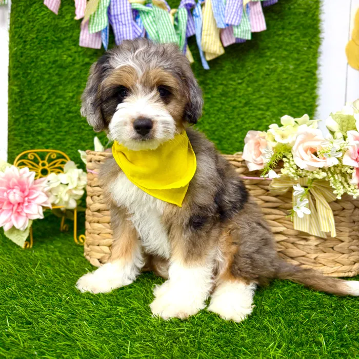 Male Aussie-Poo puppy named Spot for sale at Puppy Dreams Puyallup.